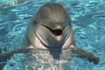 Раскрываем секреты водного мира: к чему снятся дельфины