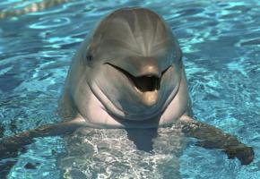 Раскрываем секреты водного мира: к чему снятся дельфины